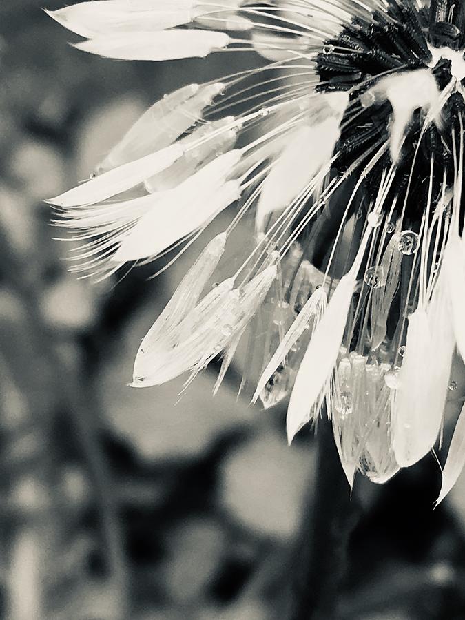 Black and White Dandelion Photograph Photograph by Itsonlythemoon -