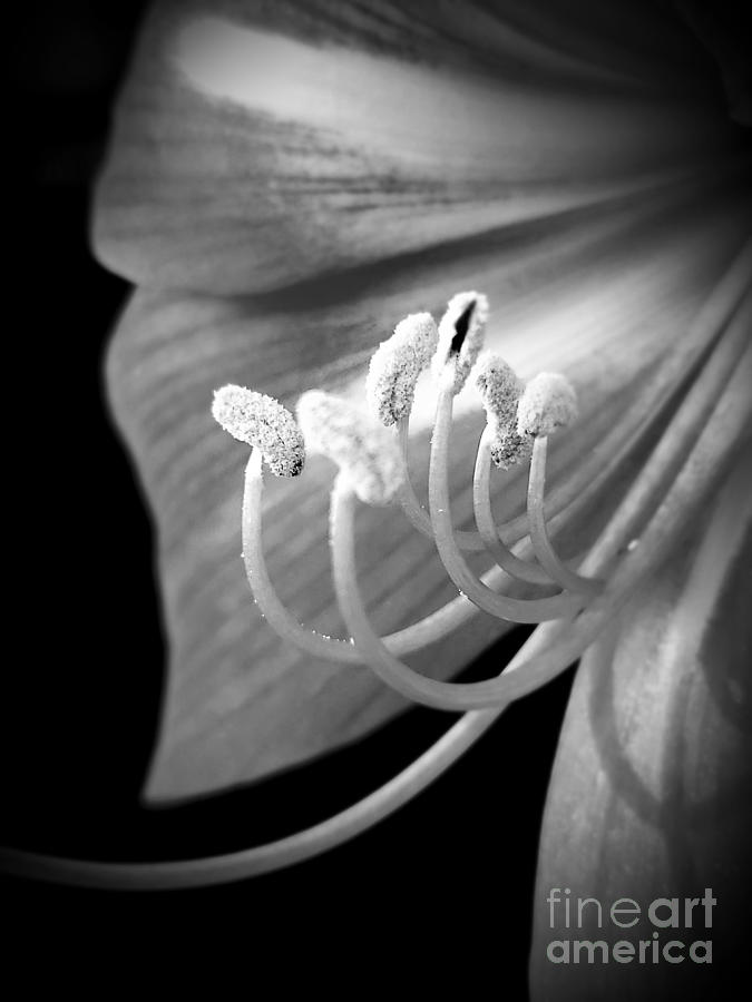 Black and White Daylily Photograph by Chad and Stacey Hall