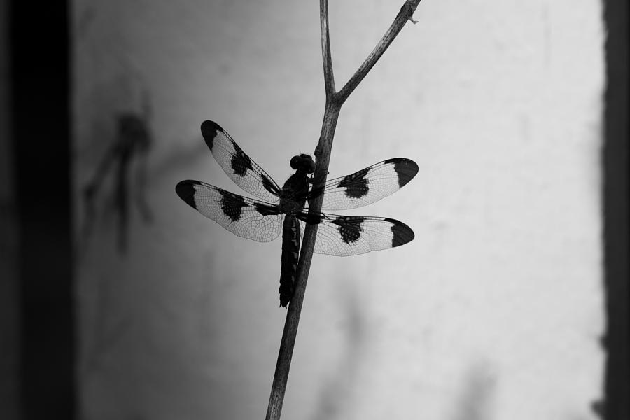 Black and White Dragonfly Photograph by Rachel Morrison
