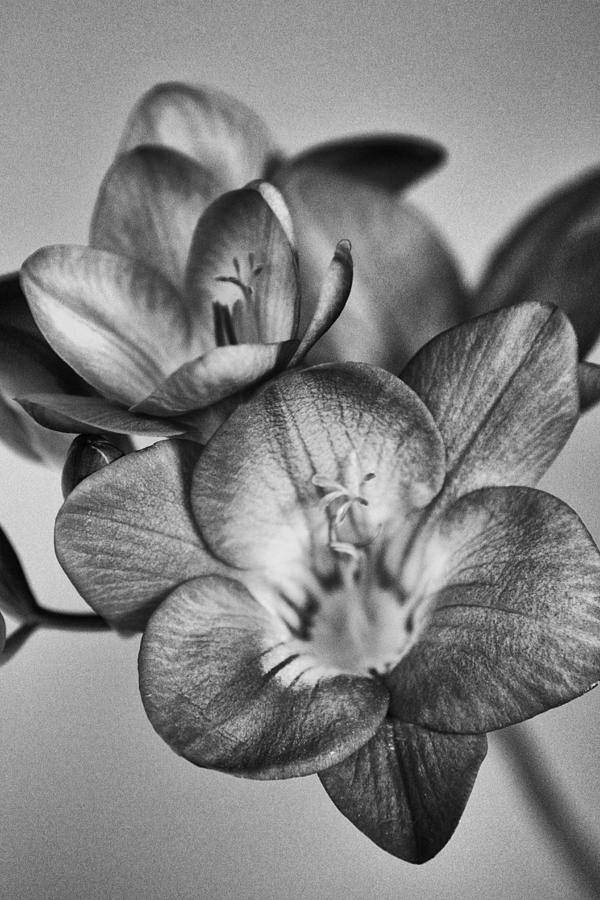Flower Photograph - Black And White Dutch Flower Bouquet by Windkracht 10