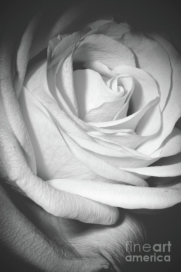 Black and White Floral 0204d Photograph by Howard Roberts - Fine Art ...