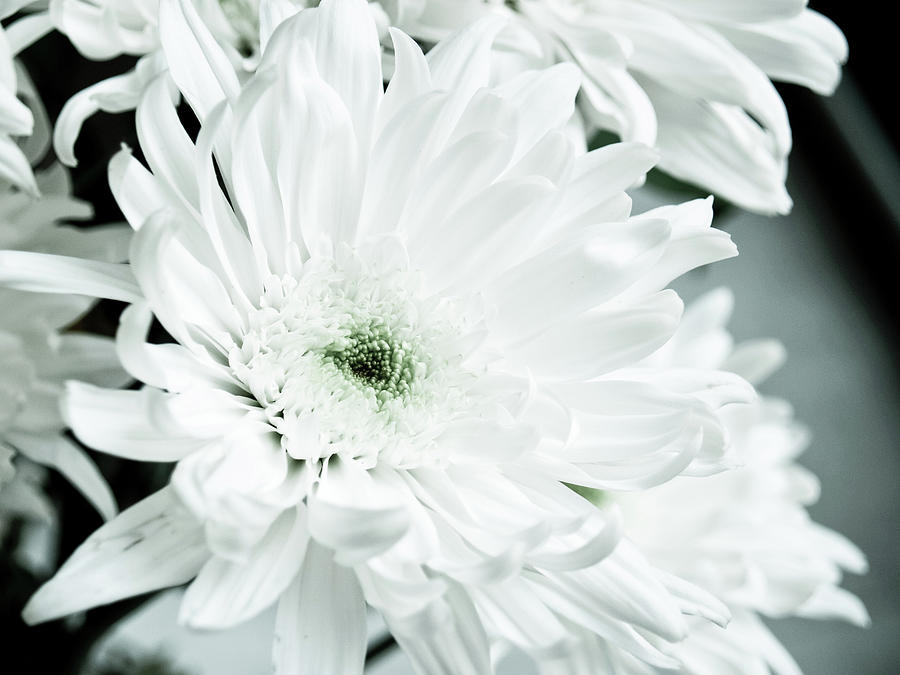 Black and White Flower Photograph by Adam Lovelace - Fine Art America