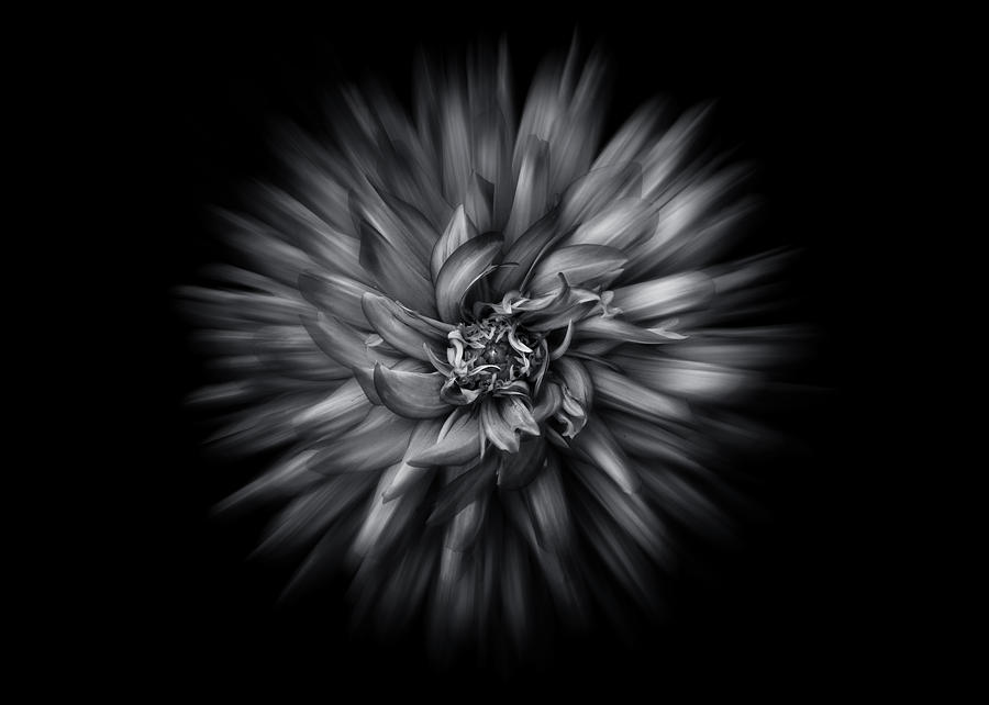 Abstract Photograph - Black and White Flower Flow No 5 by Brian Carson