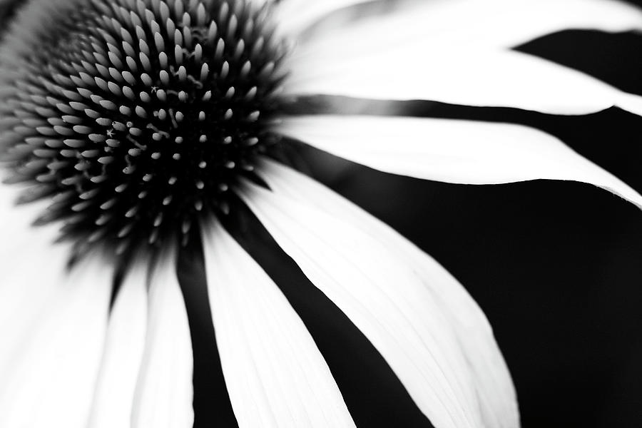 Black And White Flower Maco Photograph by Johan Klovsjö