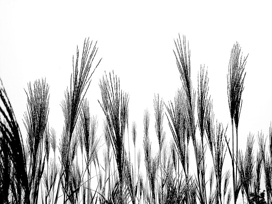 Black And White Grass Silhouette Photograph by Jodie Griggs