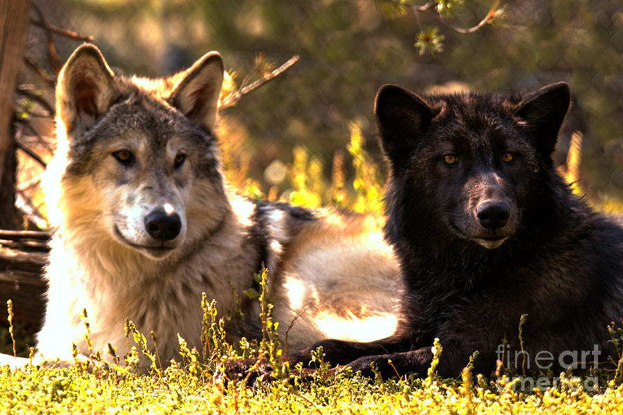 Black And White Gray Wolves Photograph by Adam Jewell