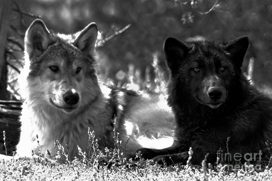 Black And White Gray Wolves Black And White Photograph by Adam Jewell