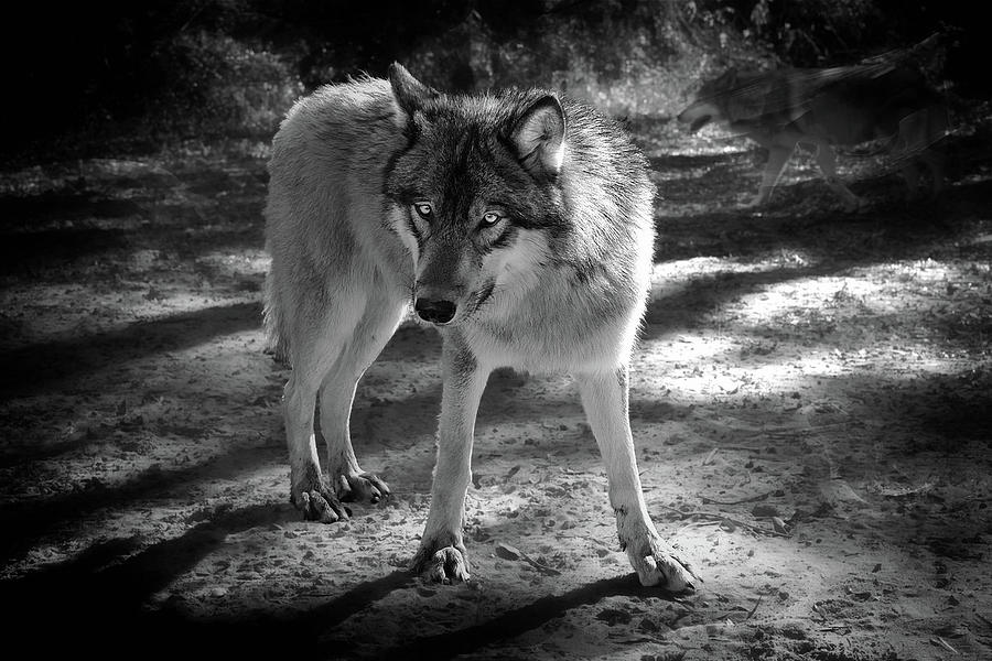 black and white Grey Wolf Photograph by Jeannee C Gannuch