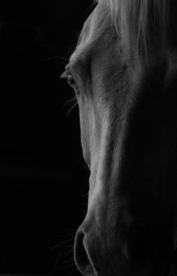 Black and White Horse Study 2 Photograph by Patricia Teel
