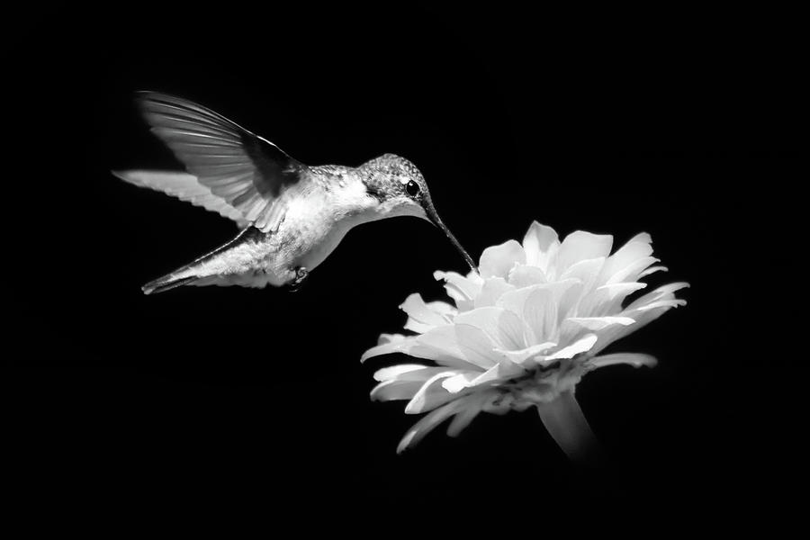 Black and White Hummingbird and Flower Photograph by Christina Rollo