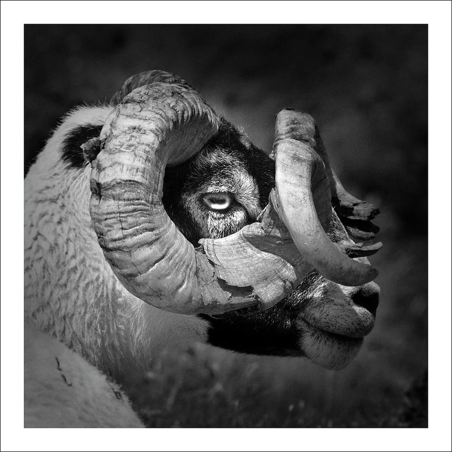 Black And White Image Of Ram Photograph by Colin Campbell
