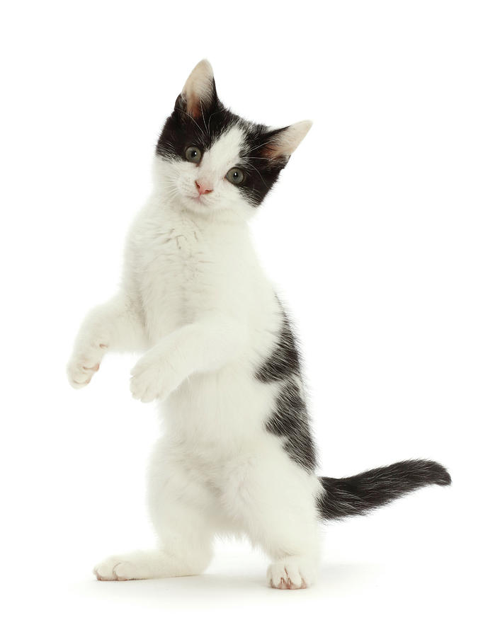 Black-and-white Kitten Standing Photograph by Mark Taylor