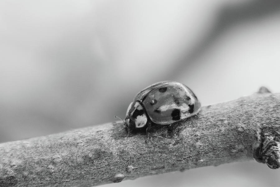 Black and White Lady Bug on Branch by TJ Fox Black and White Lady Bug on Branch by TJ Fox