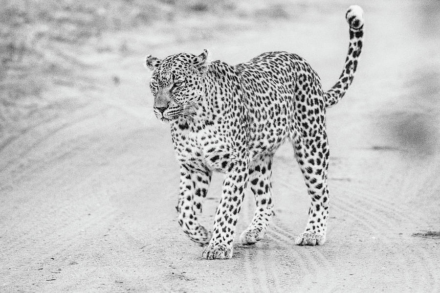 Black and white leopard walking on a road Photograph by Mark Hunter