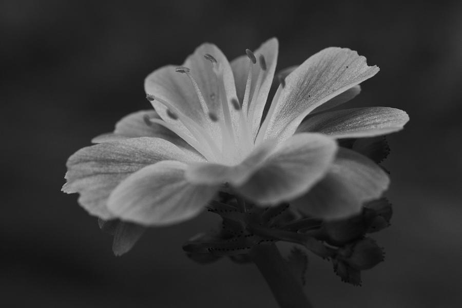 Black and White Lewisia Photograph by Jimmy Chuck Smith