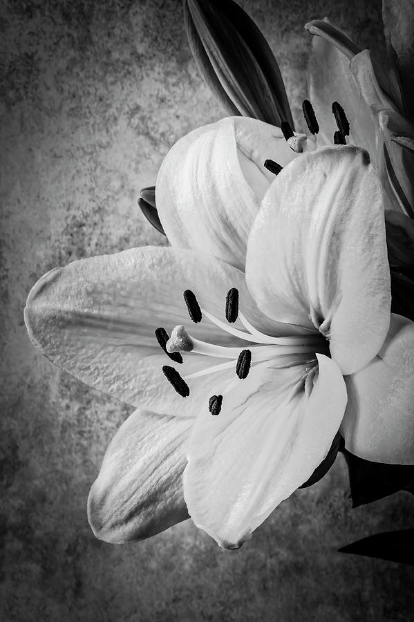 Black And White Lily Photograph by Garry Gay