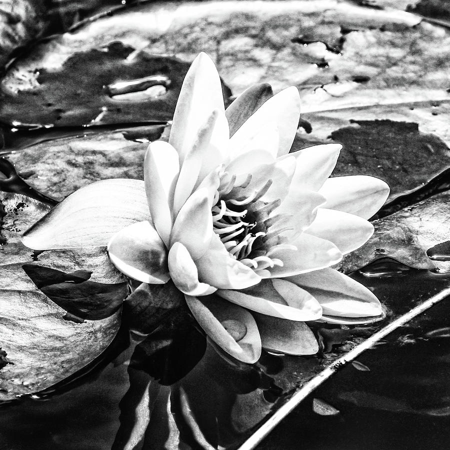 Black and White Lily Photograph by Juli Ellen