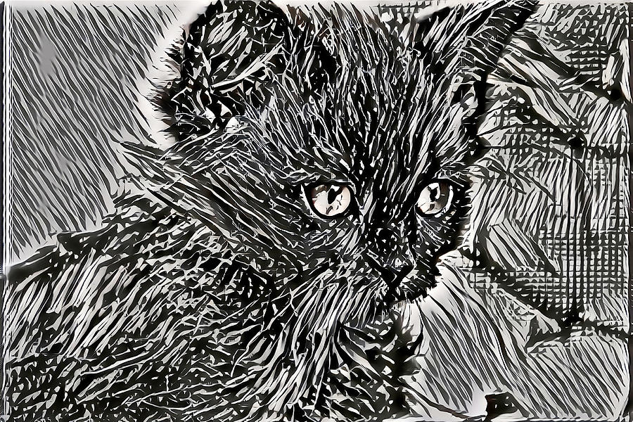 Black and White Line Art Kitty Digital Art by Don Northup