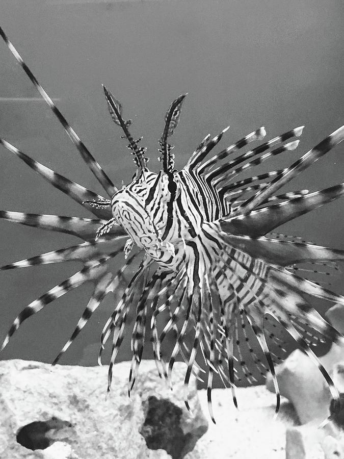 Black and White Lion Fish Photograph by Rocco Silvestri