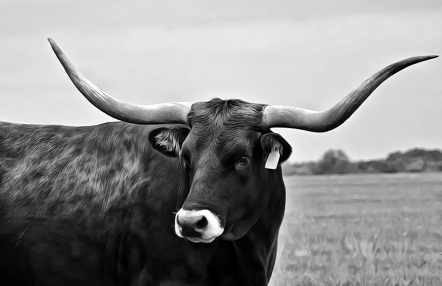 Black And White Longhorn Cow Photograph by Gaby Ethington