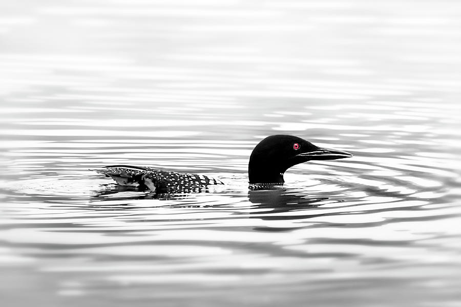 Black And White Loon  Photograph by Christina Rollo