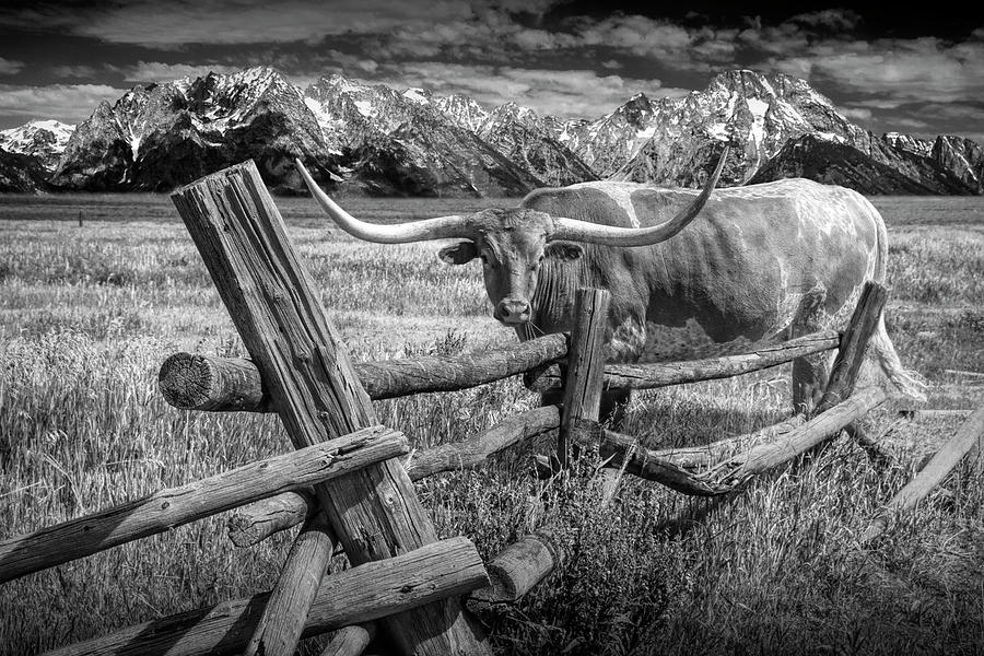 Black and White of Longhorn Steer in a pasture by a Wood Log Fence Photograph by Randall Nyhof
