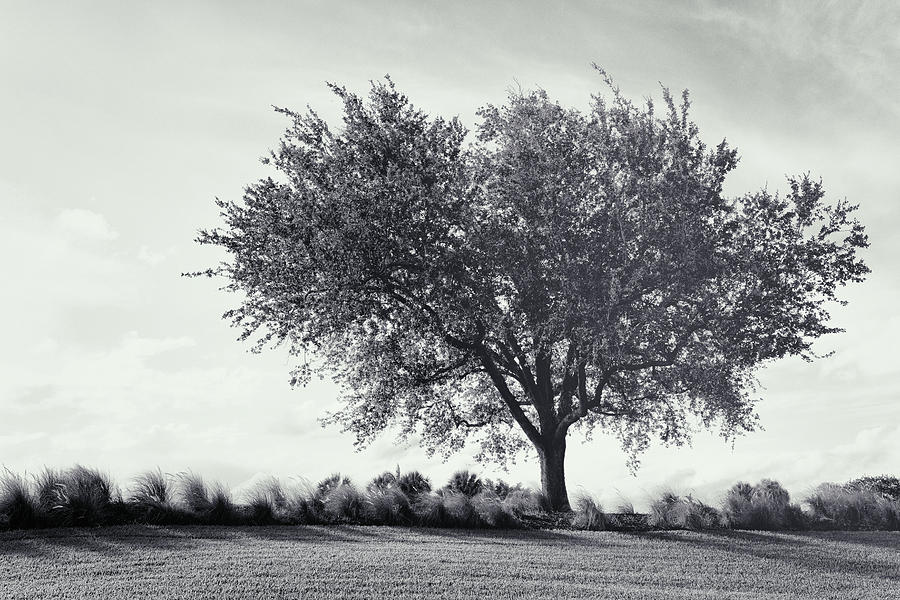 Black And White Of Single Tree Near Feather Reed Grass Digital Art by Laura Diez