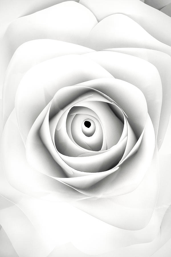 Black and White Paper Rose Photograph by Don Johnson