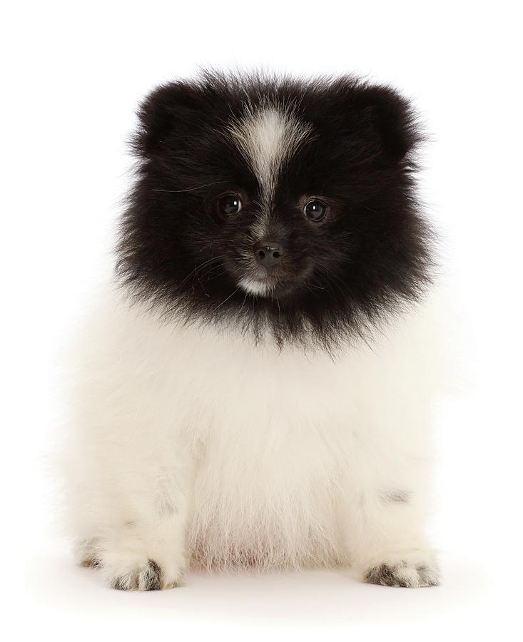 Black-and-white Parti Pomeranian Puppy Photograph by Mark Taylor