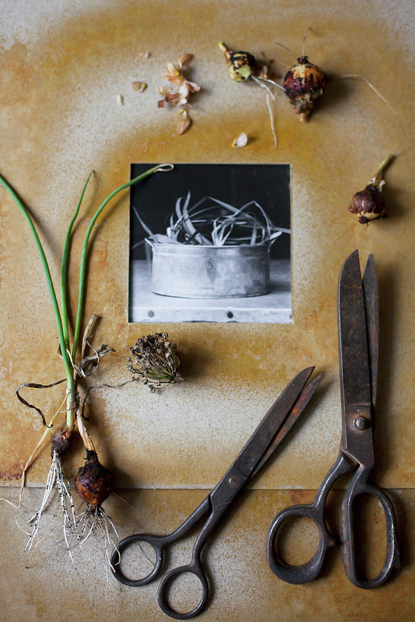 Black-and-white Photo In Hand-made Frame, Vintage Scissors And Spring Bulbs Photograph by Alicja Koll