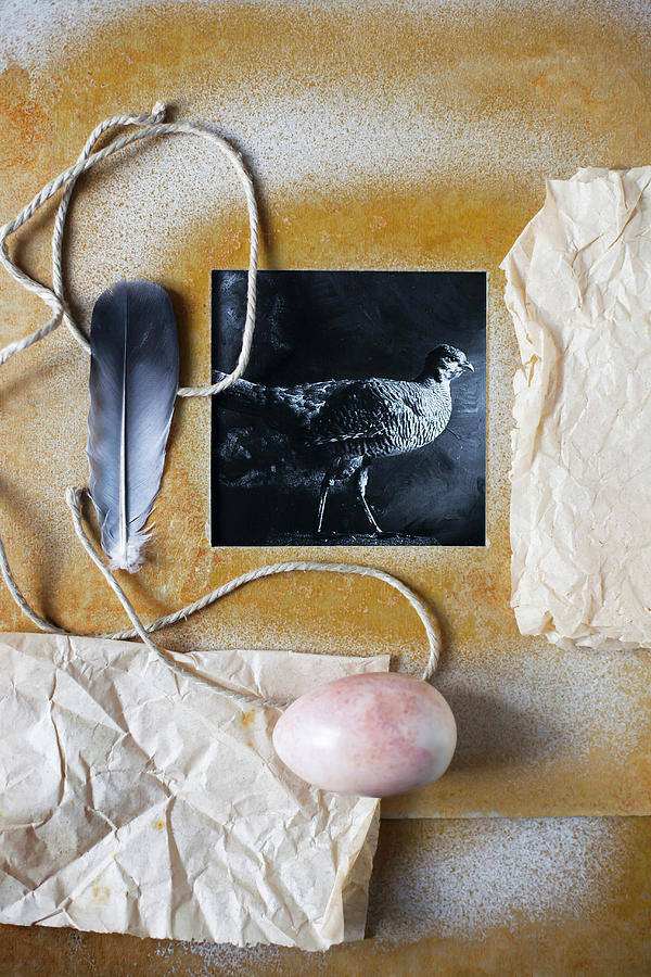 Black-and-white Photo Of Bird In Hand-made Frame, Wrapping Paper, Egg And Feather Photograph by Alicja Koll