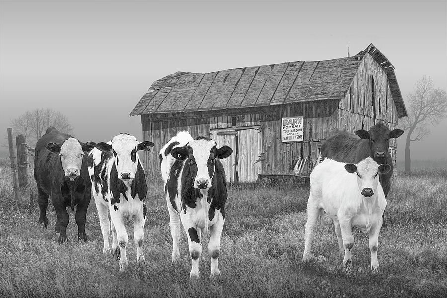 Black and White Photo of Cattle in the Midwest by a Barn for Sale Photograph by Randall Nyhof