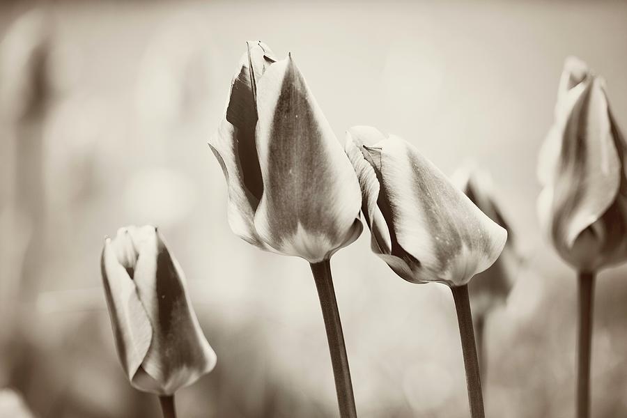 Black And White Photograph Of Tulips Photograph by Carine Lutt