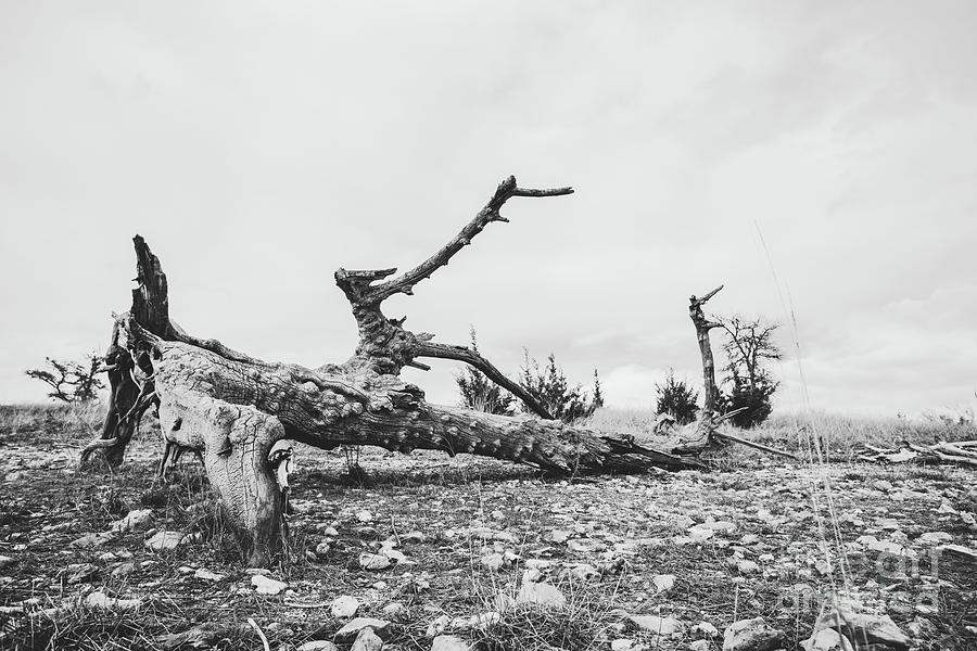 Black and White Picture of Large Dry Tree Trunk On the Ground by PorqueNo Studios Black and White Picture of Large Dry Tree Trunk On the Ground by PorqueNo Studios