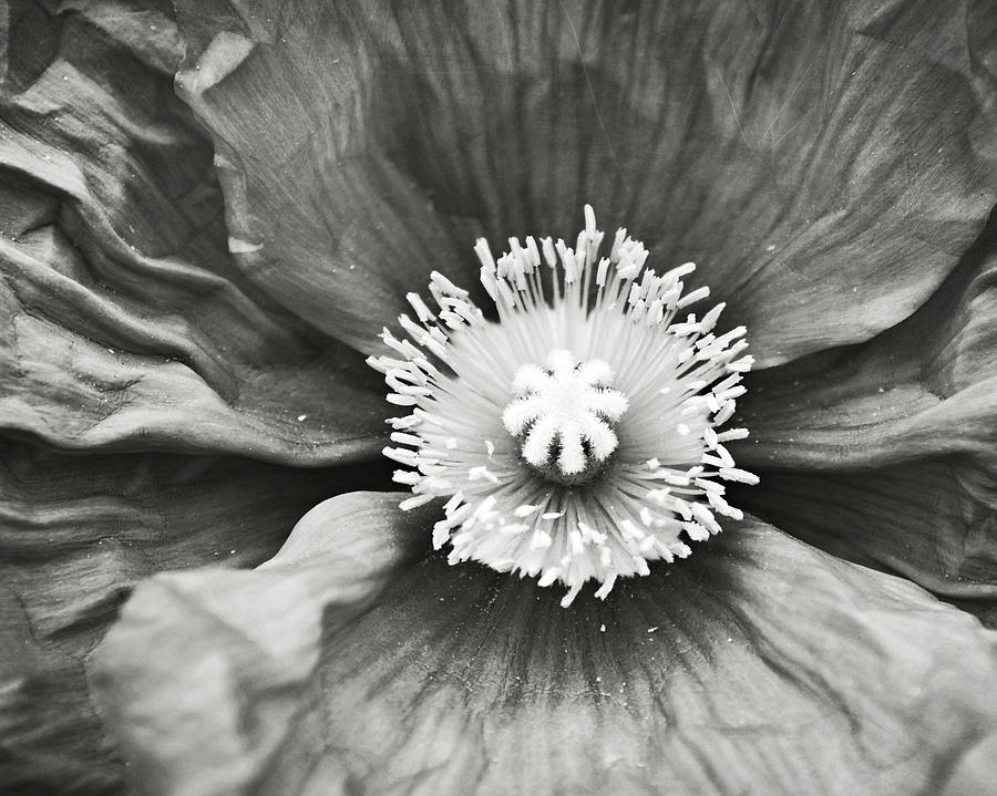 Black and White Poppy Four Photograph by Lupen Grainne