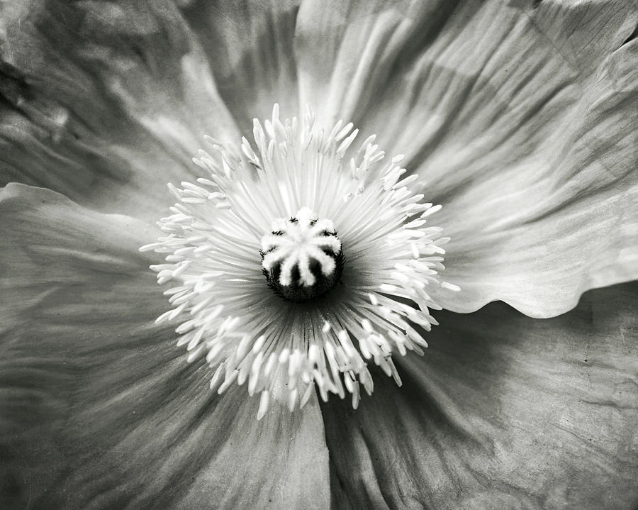 Black and White Poppy One Photograph by Lupen Grainne