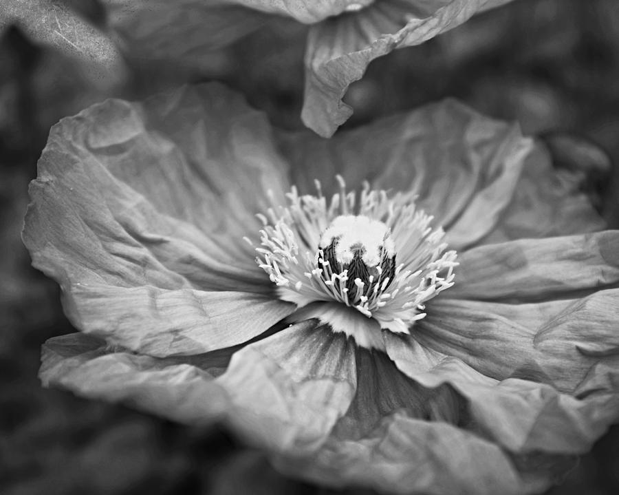 Black and White Poppy Three Photograph by Lupen Grainne