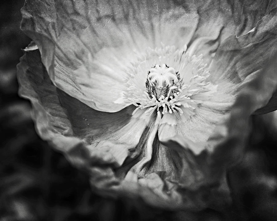 Black and White Poppy Two Photograph by Lupen Grainne