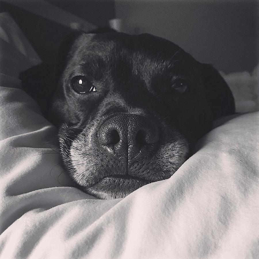 Black and White Portrait of a Dog Photograph by Dale Shaver - Fine Art ...