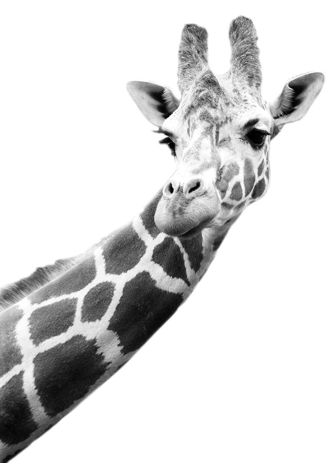 Black And White Portrait Of A Giraffe Photograph by Design Pics