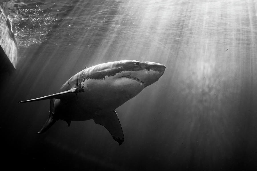 Black And White Portrait Of A Great Photograph by Stocktrek Images
