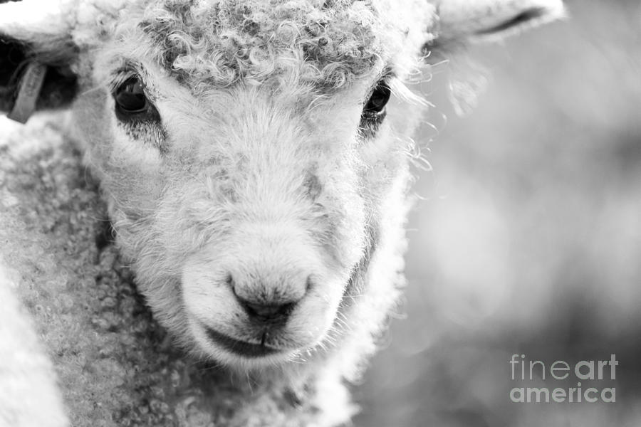 Black And White Portrait Of A Lamb Photograph