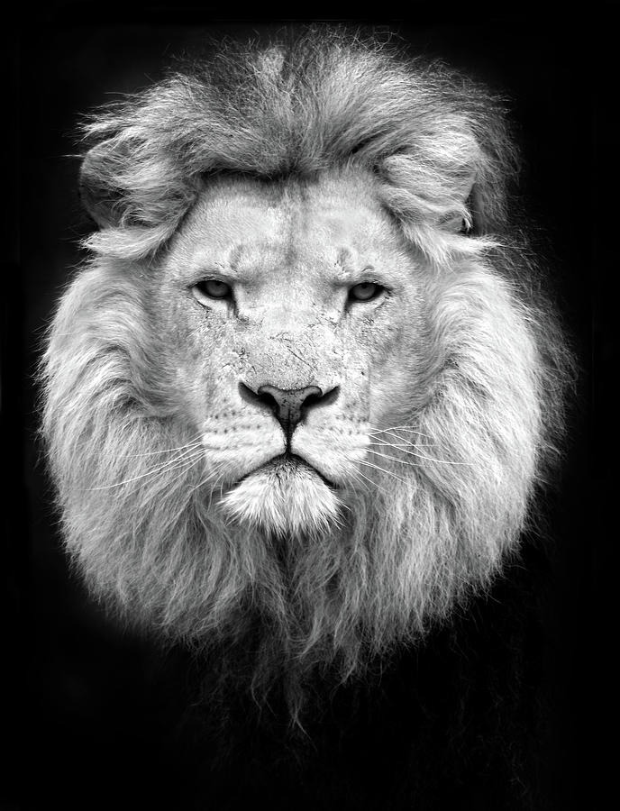 Black And White Portrait Of A Lion Photograph by Focus on nature