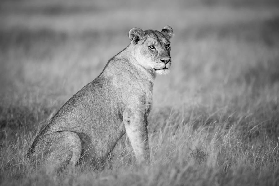 Wildlife Photograph - Black And White Portrait Of A Lioness by Nick Dale