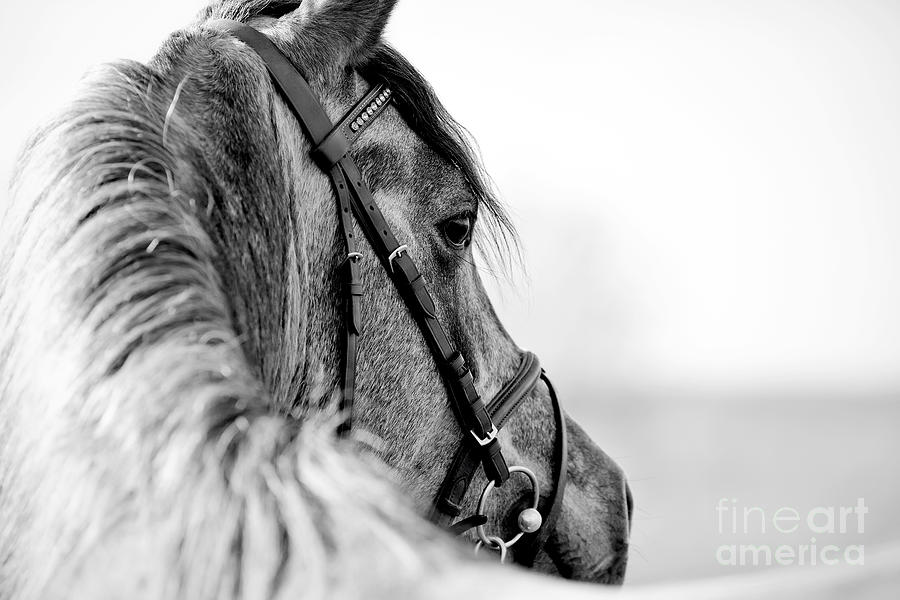Equitation Photograph - Black-and-white Portrait Of A Sports by Elya Vatel Equitation Photograph - Black-and-white Portrait Of A Sports by Elya Vatel