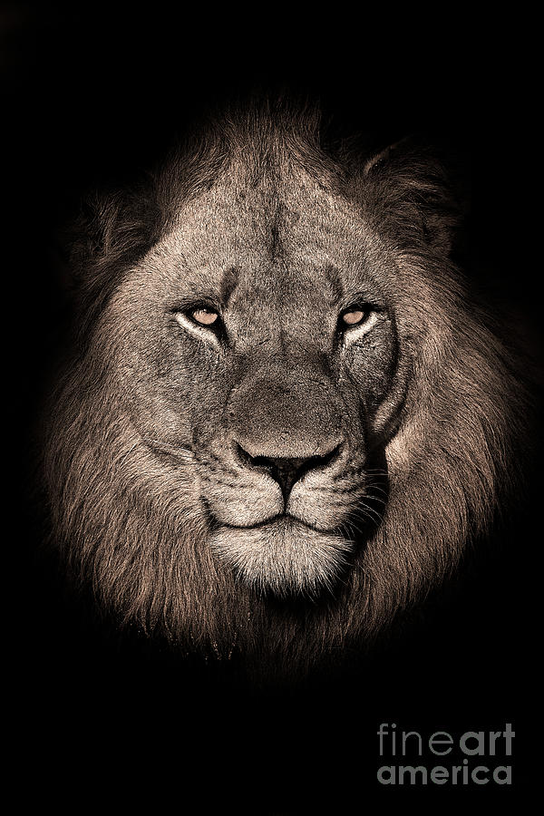 Black And White Portrait Of Lion Photograph by Rudi Hulshof