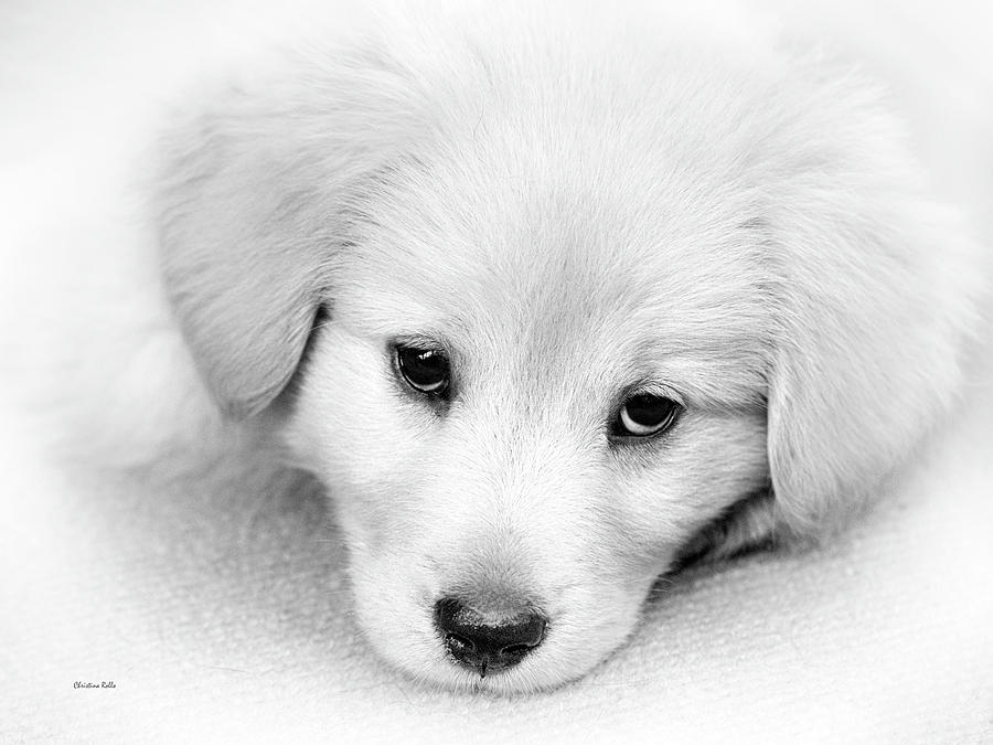 Black And White Puppy Portrait Photograph by Christina Rollo