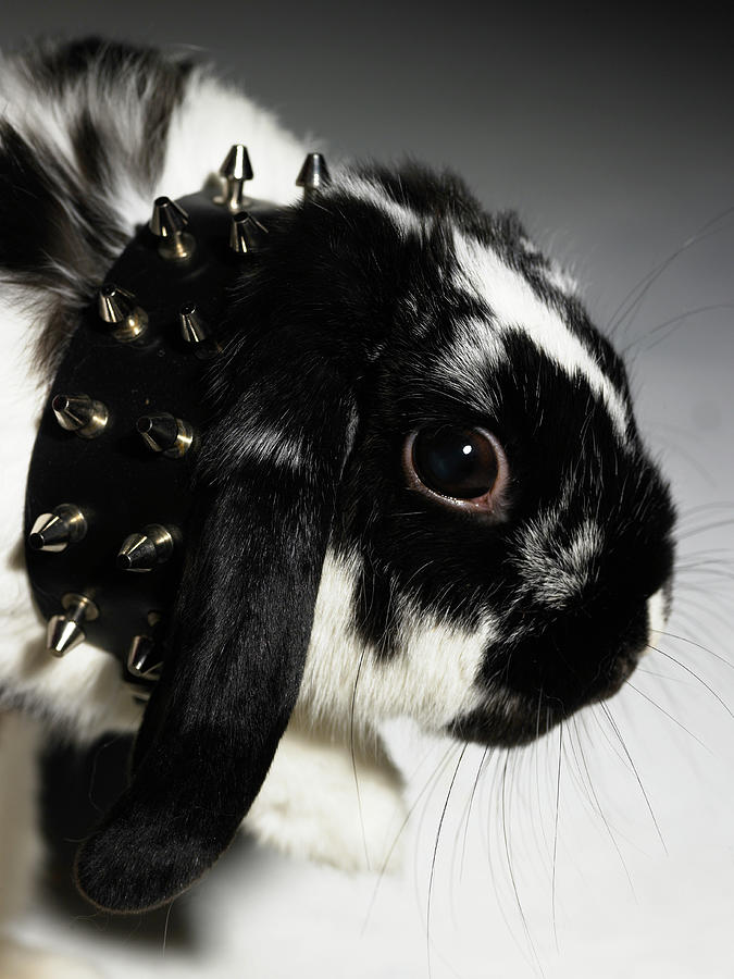 Black And White Rabbit, With Studded Photograph by Michael Blann