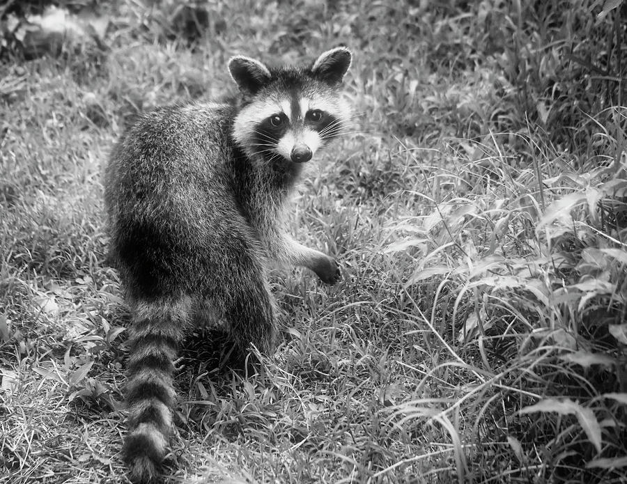 Black And White Raccoon Photograph