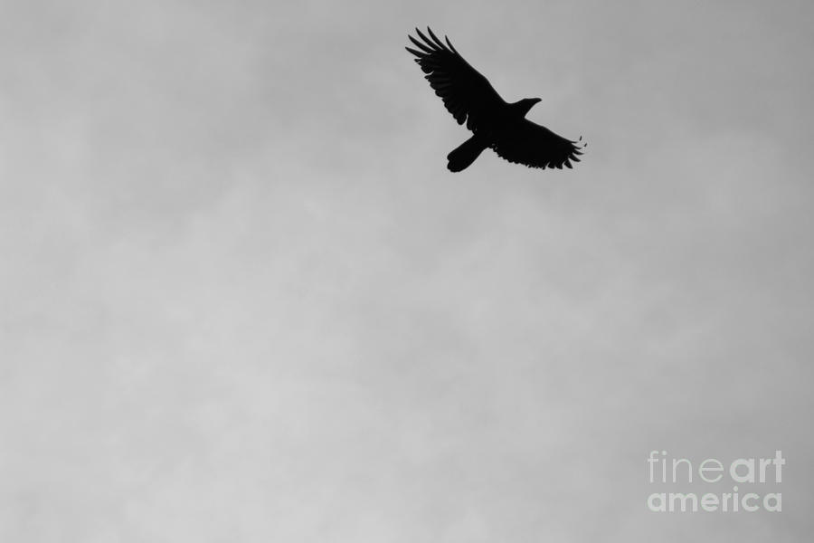 Black and White Raven In Flight 2 Photograph by Colleen Cornelius